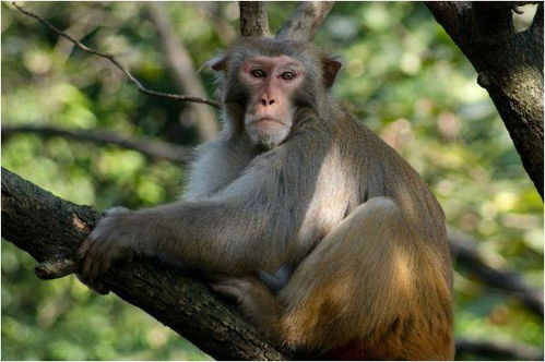 属相猴的婚姻中，两只猴子相配会怎样？