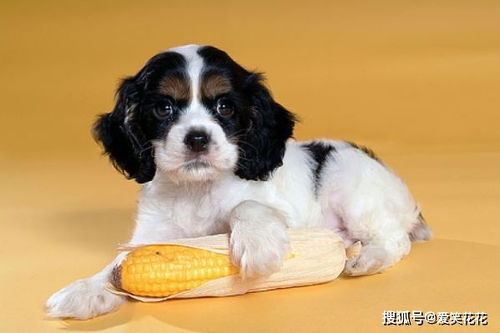 1994年属狗白羊座女性在婚姻方面运势如何？