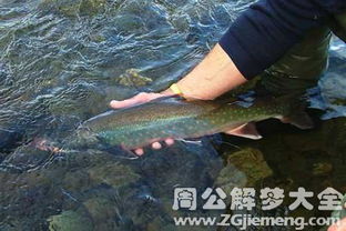 我梦见和老公一起抓鱼，这是不是预示着什么好事要发生呢？