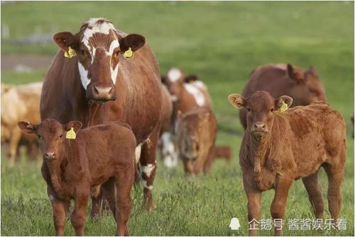 属牛22年运势中，三合六合转运物品具体指什么？