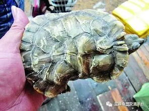 一、 黄历纪时与吉凶辨识的多层次解析