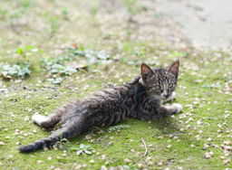 ：大院生态与野猫的生存哲学