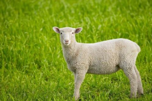 2026年79年属羊人的运势如何？