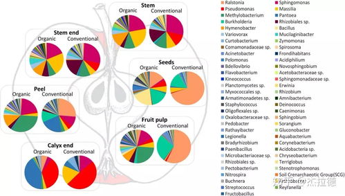 一、 基于时辰的苹果食用建议：黄金窗口期的精准把握