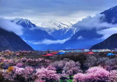 西藏林芝：春暖花开时节， 却少有人知晓