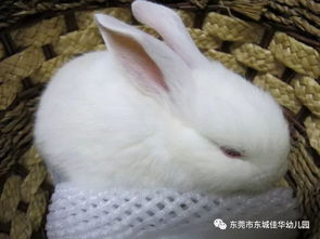 传统八字与现代审美：一个艰难的平衡