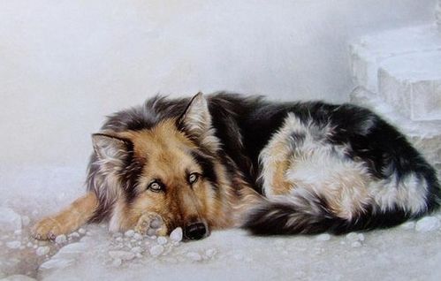 属狗人三合贵人生肖狗，属狗三合手链必备款是哪一款？