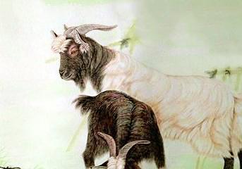 哪个生肖代表无利起早，哪个生肖象征起早贪黑的含义是什么？