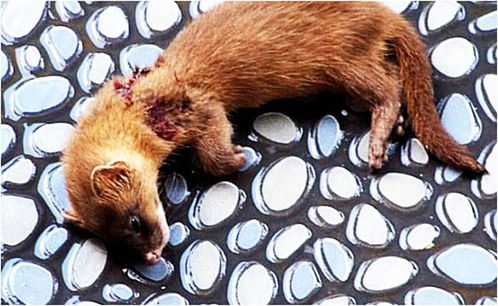 黄鼠狼被猫咬死是吉是凶？黄鼠狼咬人预示着什么征兆？