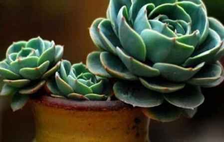 2.3 发财树、 招财猫、幸运竹等绿植