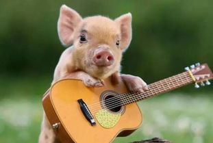 （二） 生肖猪：温柔善良下的情感纠葛