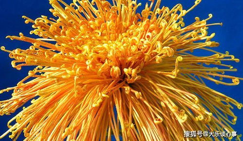 “菊”字：不只是花啊！