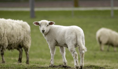 2026年属羊的人送什么礼物最能表达感情？