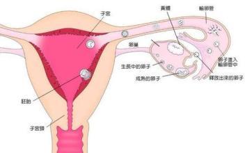 2.3 妇科病症：病痛背后的隐患