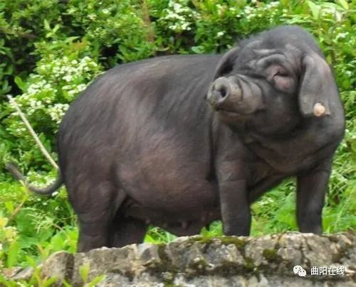 83年属猪大海水命，五行缺金，养风水鱼能补金吗？