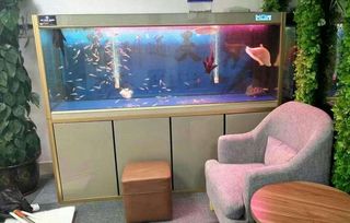 养鱼数量的神秘法则