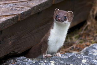 黄鼠狼掠过视野的象征意涵：传统与现代的交叉分析