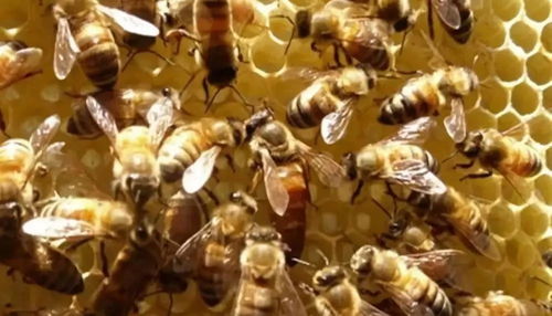 蜜蜂的生肖是什么？蜜蜂的养殖方法又是怎样的？