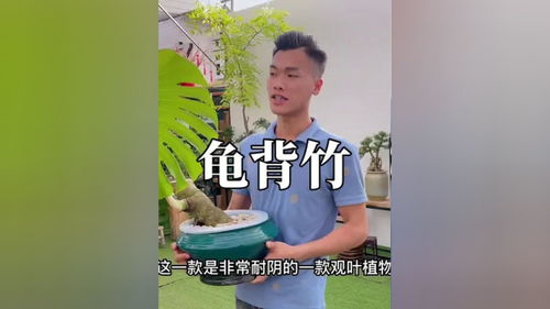 水培吊兰：易于繁殖与维护的优良选择