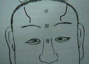 印堂骨与权势地位