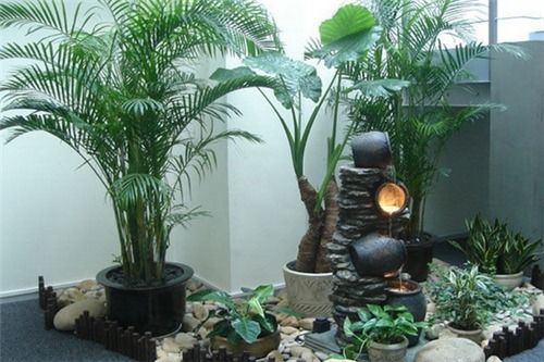 三、 植物类摆设：生机与衰败并存之双刃剑
