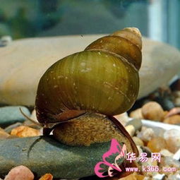 一、 螺蛳符号在传统文献中的定位与基本含义