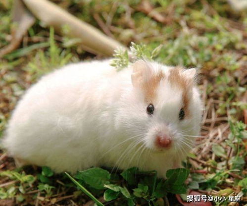属鼠者