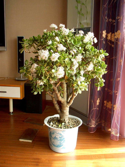 二、 玉树开花的风水寓意与象征解析