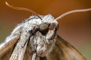 大飞蛾飞进家里风水上有什么寓意或预示？