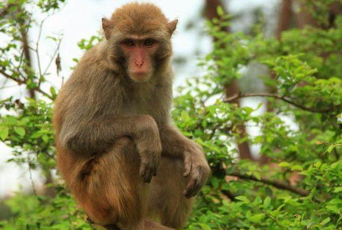 属猴人在2026年会遇到哪位贵人，何时迎来运势大转变？