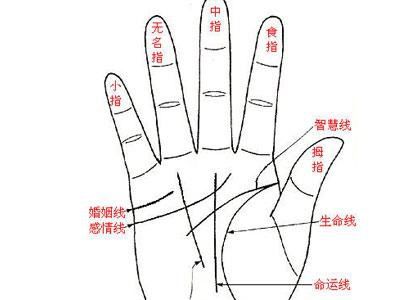 女性手相中哪种手型最能助升职？