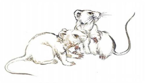 2026年属鼠女性12月份运势具体如何？