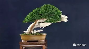 2. 枝干形态与结构力学
