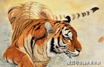 属虎宝宝财运如何，有哪些方法能让孩子好运连连？