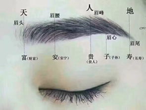 2. 眉毛形态及其对自信心与财运的关联