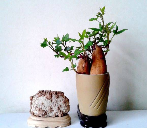 家里种植红薯盆栽需要注意哪些风水禁忌？