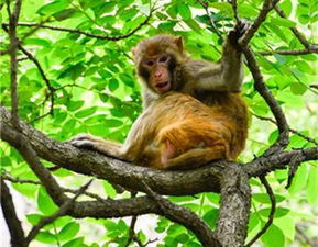 1992年属猴人在2026年农历十一月的事业运势如何？