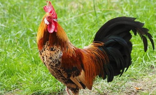 二、  事业维度：自律精神与团队协作的职业伦理