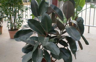 橡皮树风水大揭秘！2026年摆放禁忌全攻略