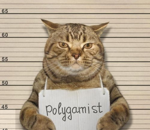 关于猫咪行为的多元叙事