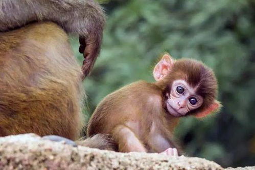 2026年2月属猴搬家选择哪天最吉利？