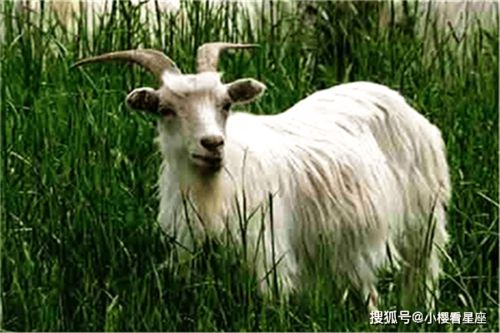 2026年属羊的人事业贵人是谁？财运走势如何？