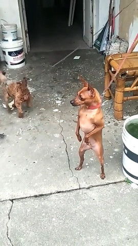 贪生怕死打一生肖，贪生怕死打一动物名字是什么？