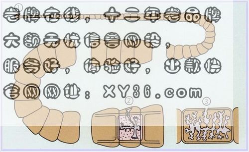 偏三向四的生肖是什么？偶向城南打一生肖指的是什么生肖？