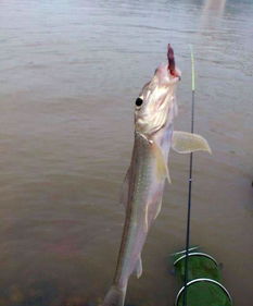 梦到成群结队的鱼意味着什么是预示着什么好事发生吗？