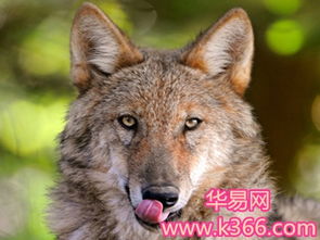 男人梦见两只狼究竟预示着什么有什么特殊含义？