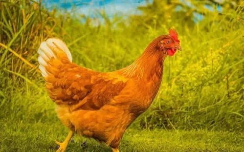 2026年属鸡女生全年运势具体是怎样的？