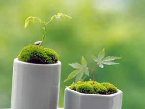 植物选错要命！这些花千万别放卧室