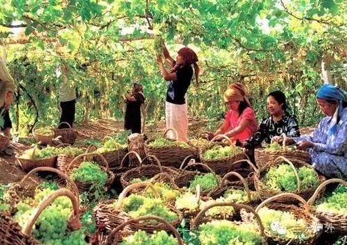 你以为葡萄沟只是摘葡萄？2023年夏天我在这里被“骂”了