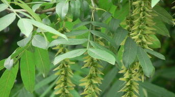 梣字取名是吉还是凶？梣字寓意是什么？